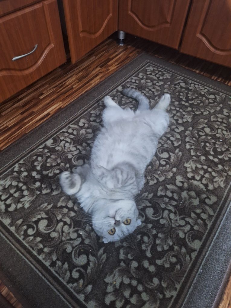 Шотландский вислоухий кот.Ларс