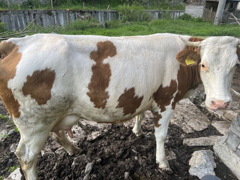 Vaca  cu  vitel