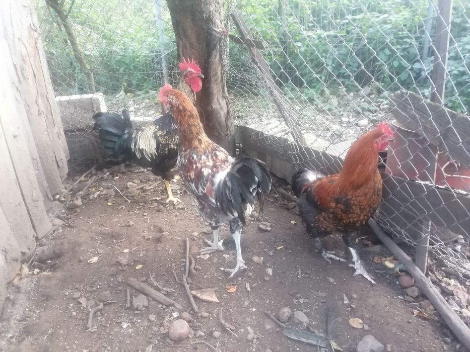 Vând cocoși de diferite rase