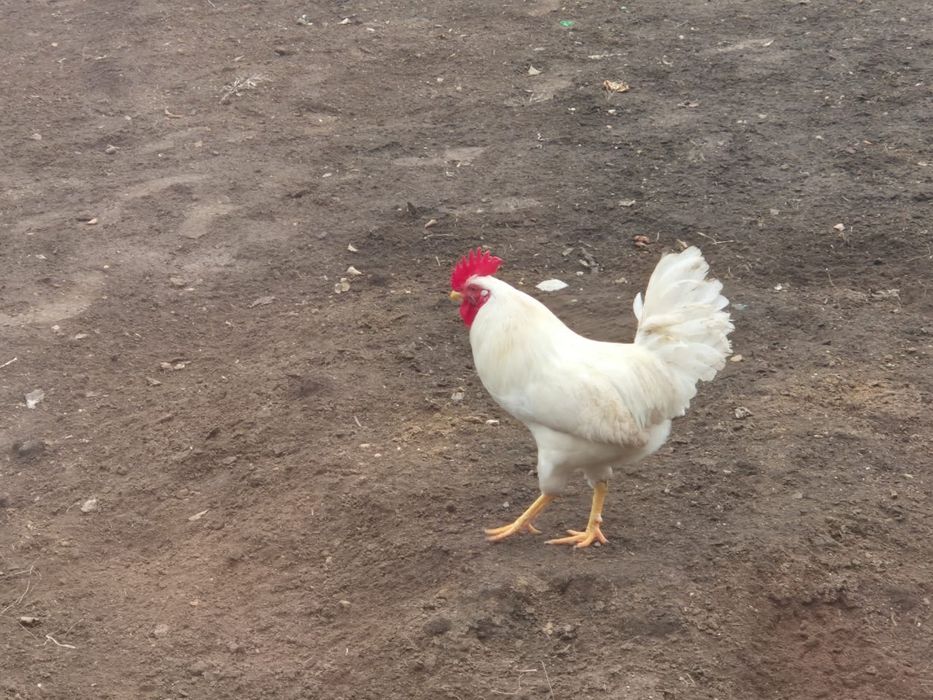 продам домашнее молодой петух