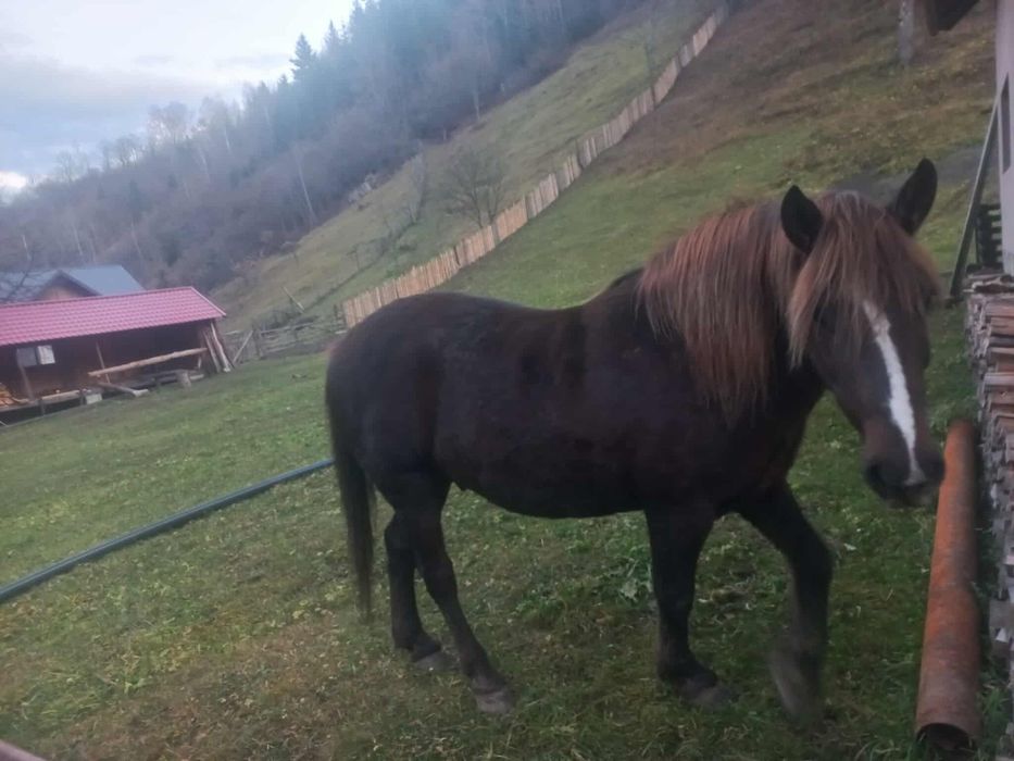 Vând cal 11 ani foarte cuminte