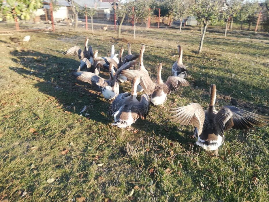 Gâște/Gascani lesesti, tinere