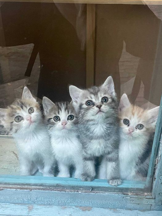 Котята красивые продаются.