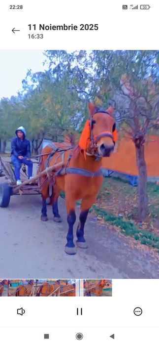 Vând sau schimb iapă de cinci ani jumate merge foarte bine la căruță