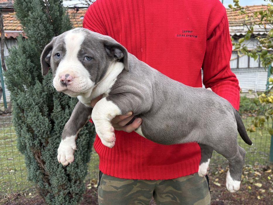 Американско Були Хл