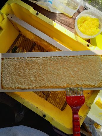 Пчелен мед Акация,Лавандула