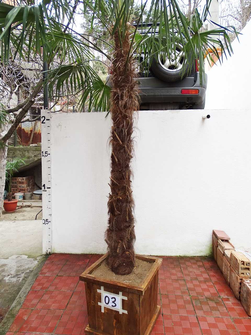 Студоустойчиви палми Трахикарпус , отгледани в България.