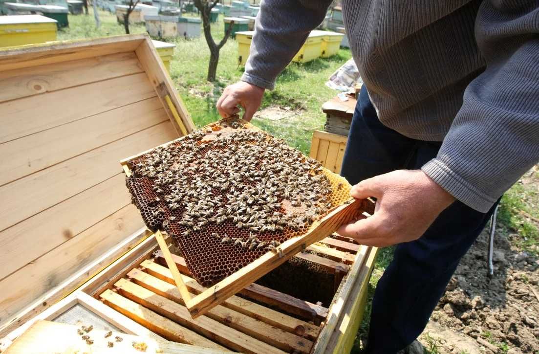 Vand 35 familii de albine albine puternice ,Chirpar, Jud.Sibiu