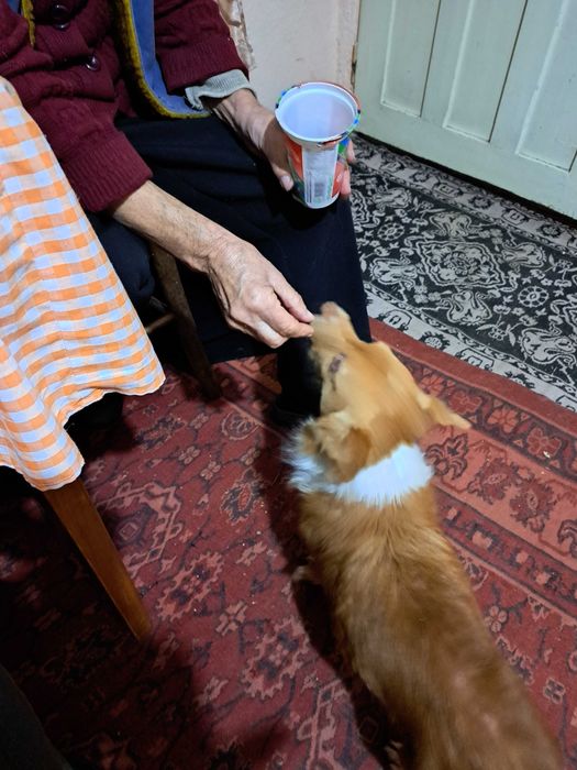 Търсим нов дом на Рекс. Подарявам добре възпитано куче.