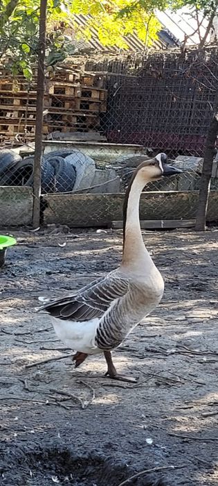 Gascan chinezesc castaniu rasa pura 2023 / gaste chinezesti