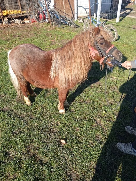 Vând ponei  armăsar