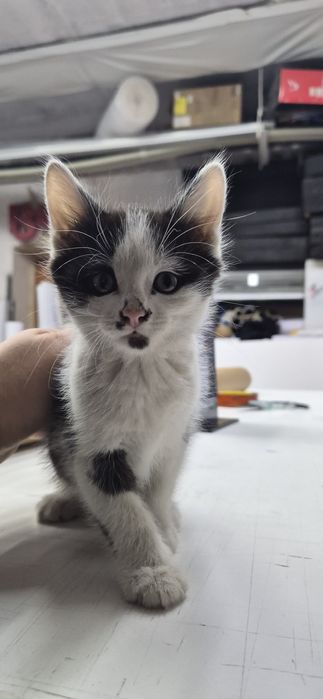 Беспалтно отдам котят в хорошие добрые руки.