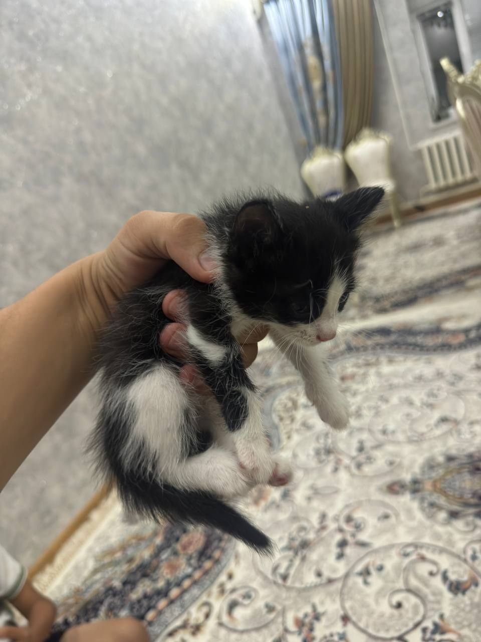 Кошка 5 дона домашний