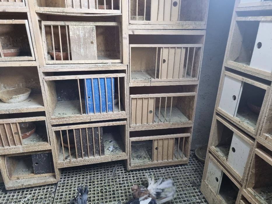 Boxe porumbei folosite