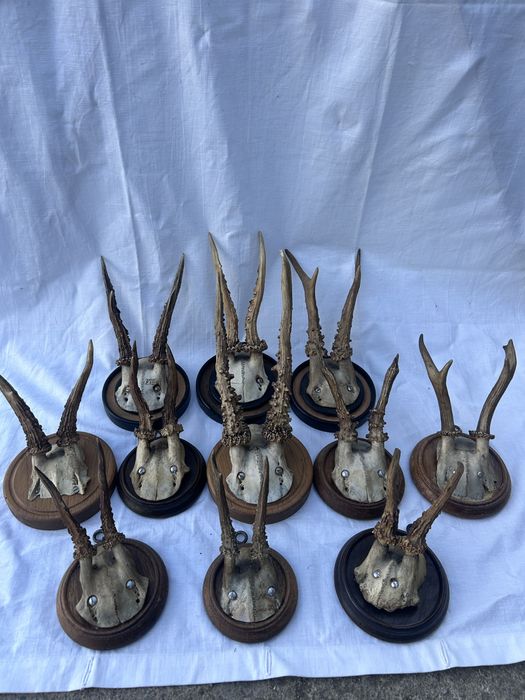 Vand trofee si animale impaiate.