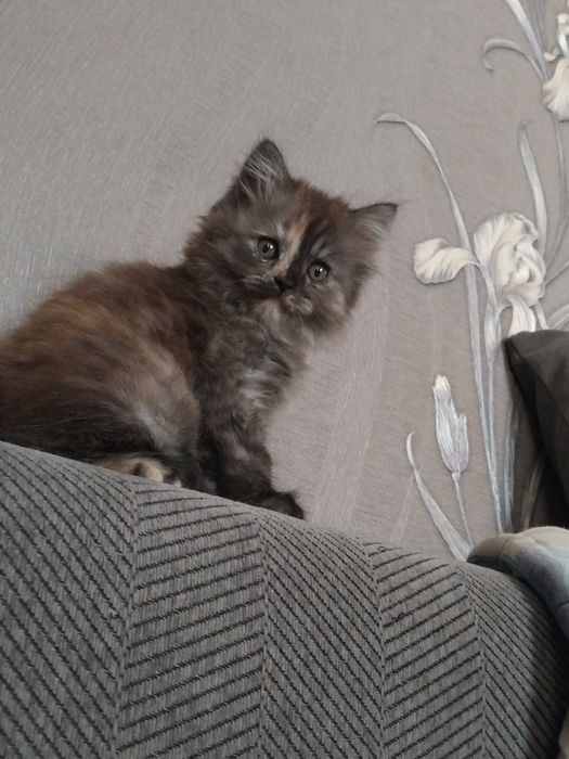 британская кошечка