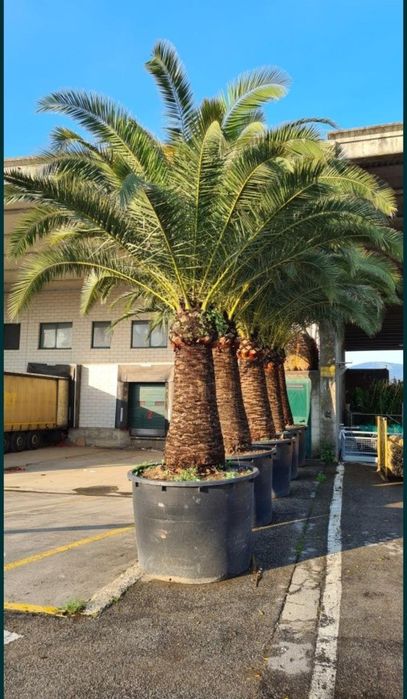 Plante ornamentale,  exotice, gazon rulou, sisteme de irigatie, etc