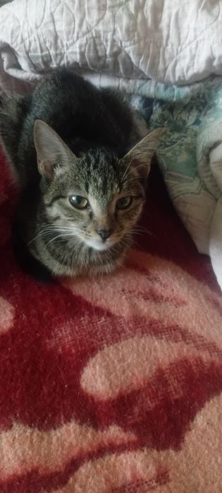 Срочно отдам котят даром есть породистые мальчики