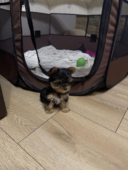 Мини йокширски териер / Мини йорки