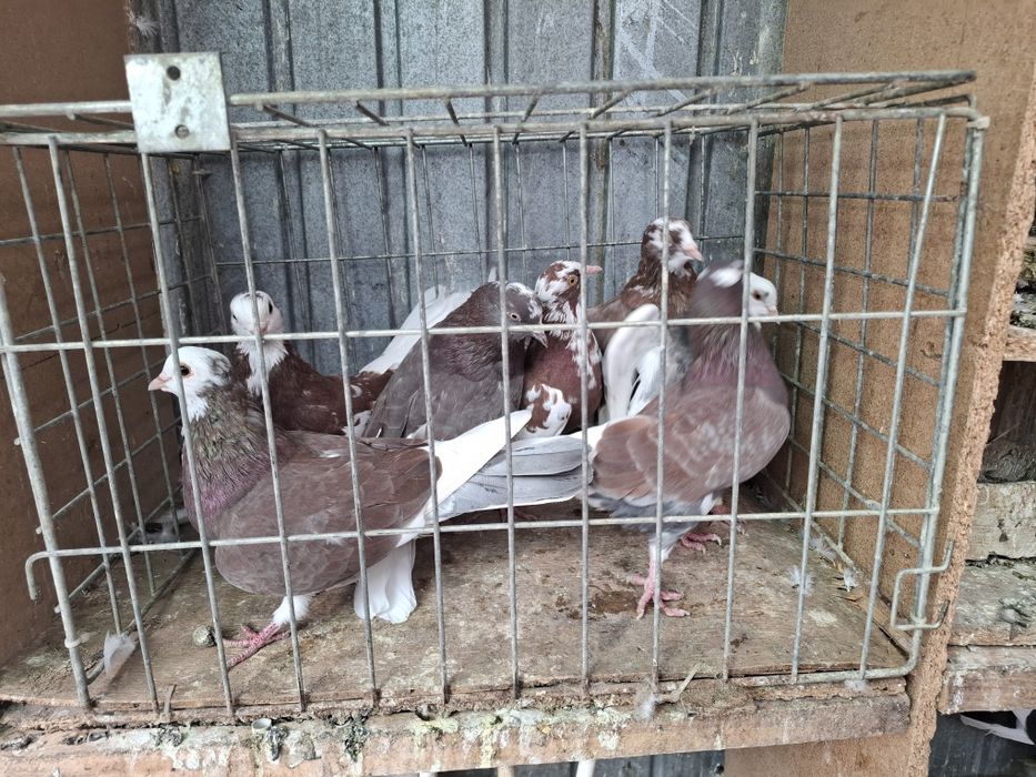 Vand Porumbei Rolleri jucatori