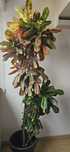 Planta de interior - Croton Codiaeum Variegatum Petra
