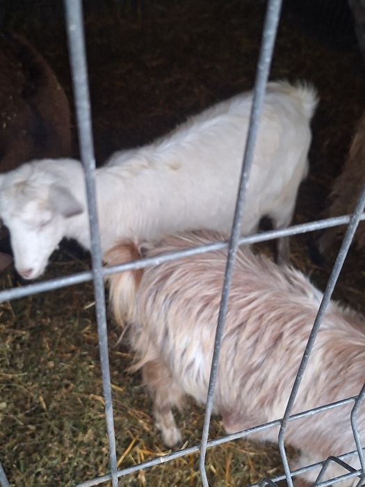 Disponibile caprite din primavara