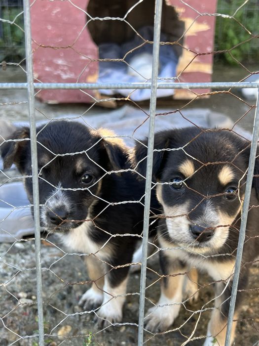 donez catei in jur de maxim 4 luni