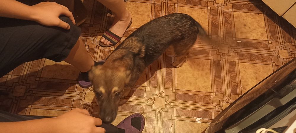 Отдам собаку в добрые руки