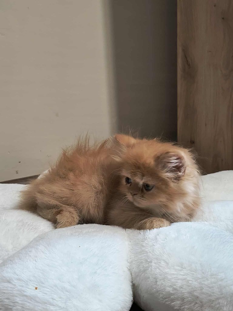 Персийски котенца