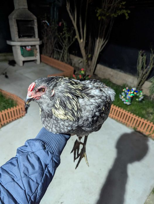 De vânzare cocos araucana