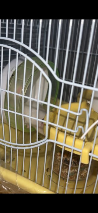 Продам хомяков активных