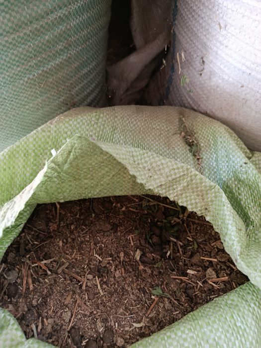 Go'ng chirigan( qo'yniki)