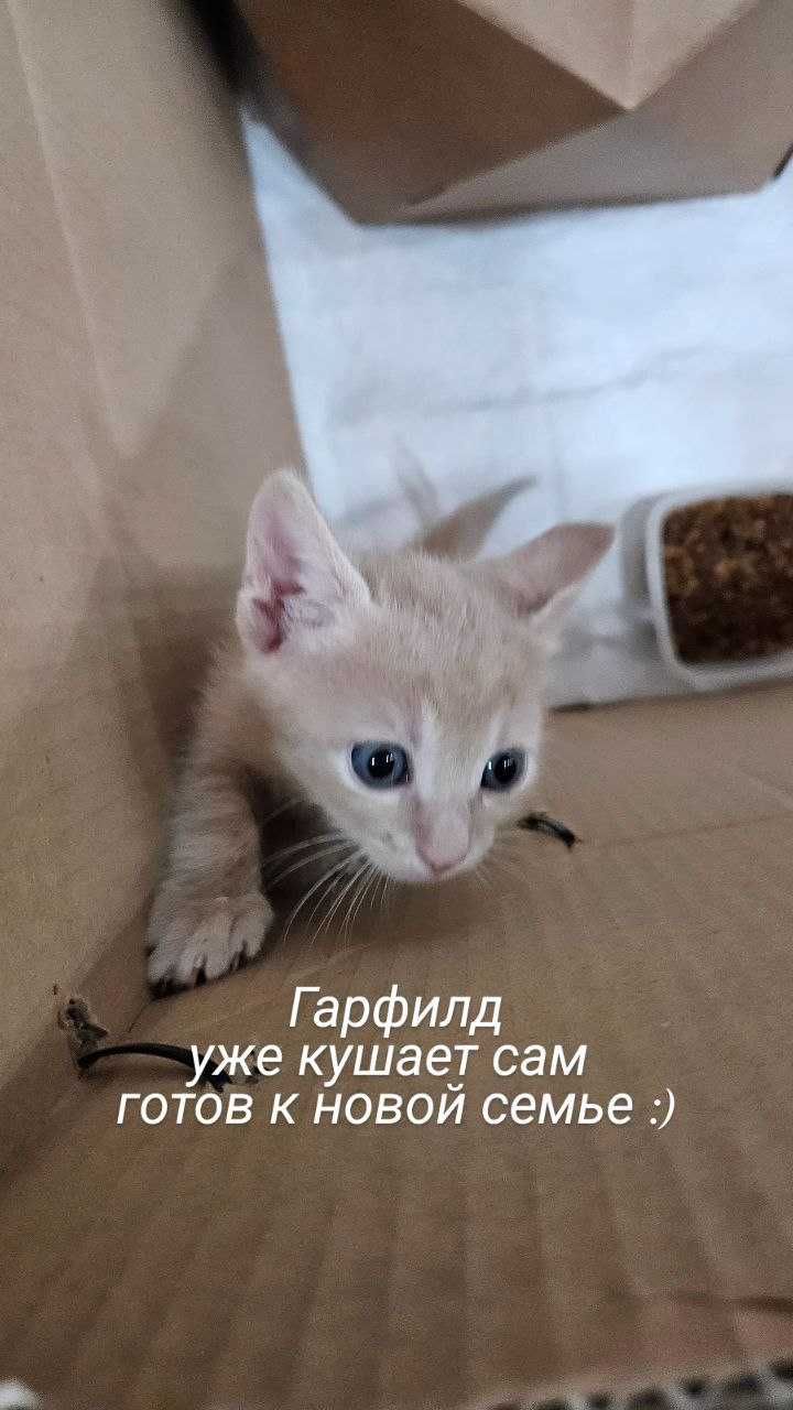5 котенца търсят дом, хранят се самостоятелно, 4 момчета и 1 момиче