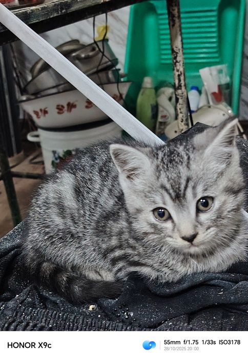 Котёнк Шотландский скотиш страйт мальчик 2 месяца