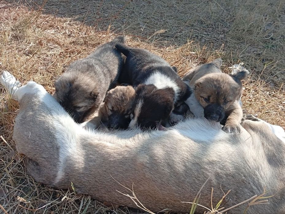 Alabay gidiklar Sotiladi
