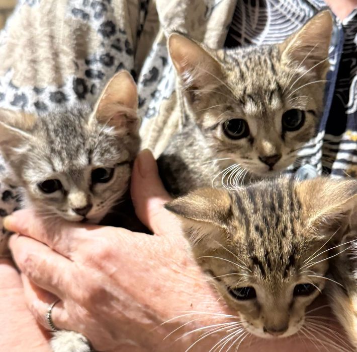 Отдам котят в добрые руки