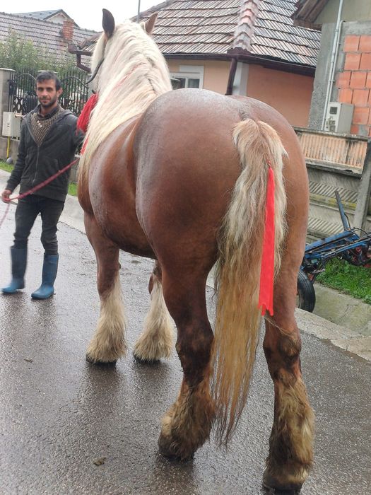 Vand o iapa semi grea romaneasc