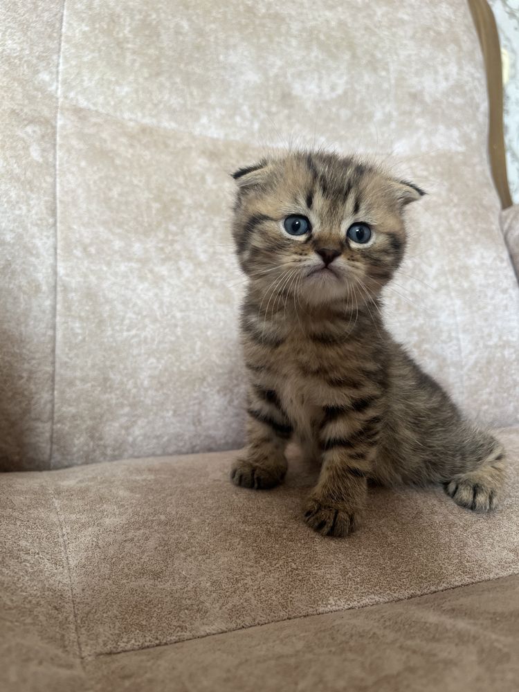 Котята шотландцы. Остался один кот!