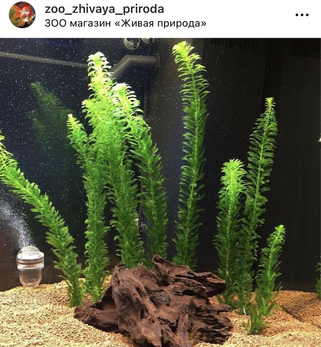 Валлиснерия, элодея, криптокорина и др аквариумные растения