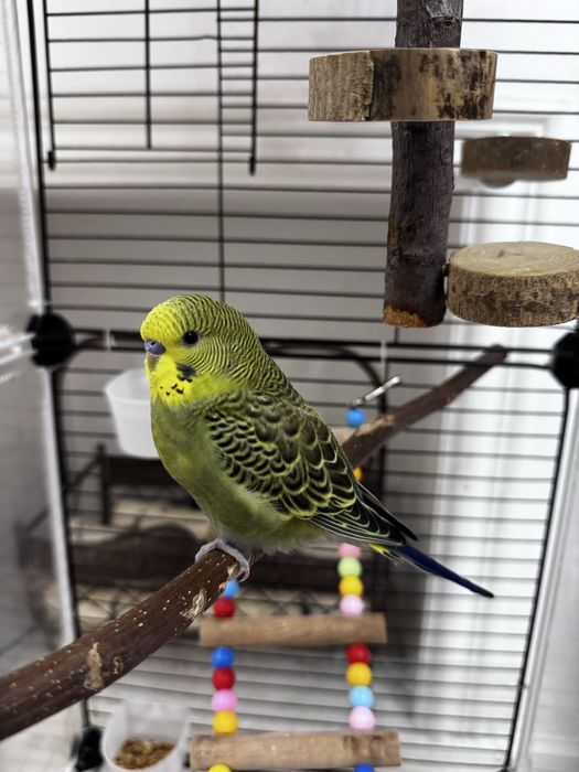 Продам волнистых попугайчиков
