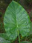 Alocasia macrorrhizos, plantă tropicală decorativă