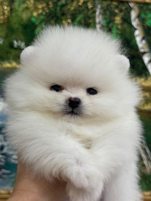 Шпицы мишки померашки