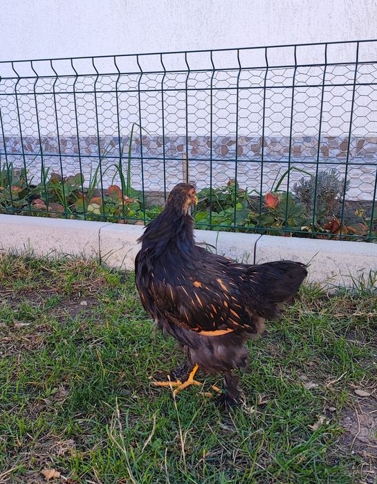 Pereche brahma gold laced- cocos + puica