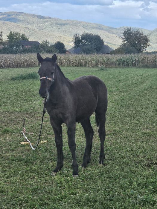 Mânză sura foarte cuminte