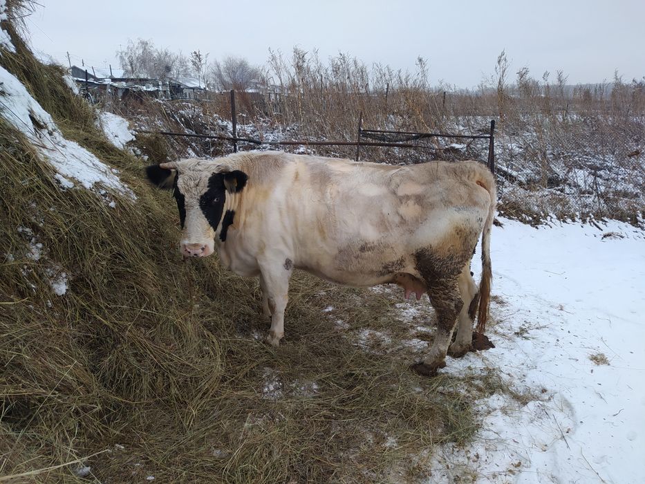 Продам корову на мясо 3000 за кг. Около 270-290 кг. Мясом