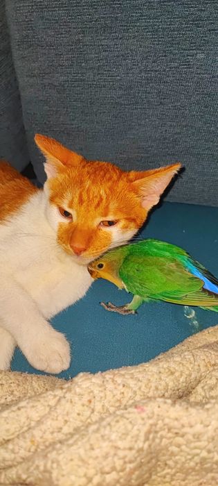 Pui Papagali Amorezi Agapornis Pasare Agaponis