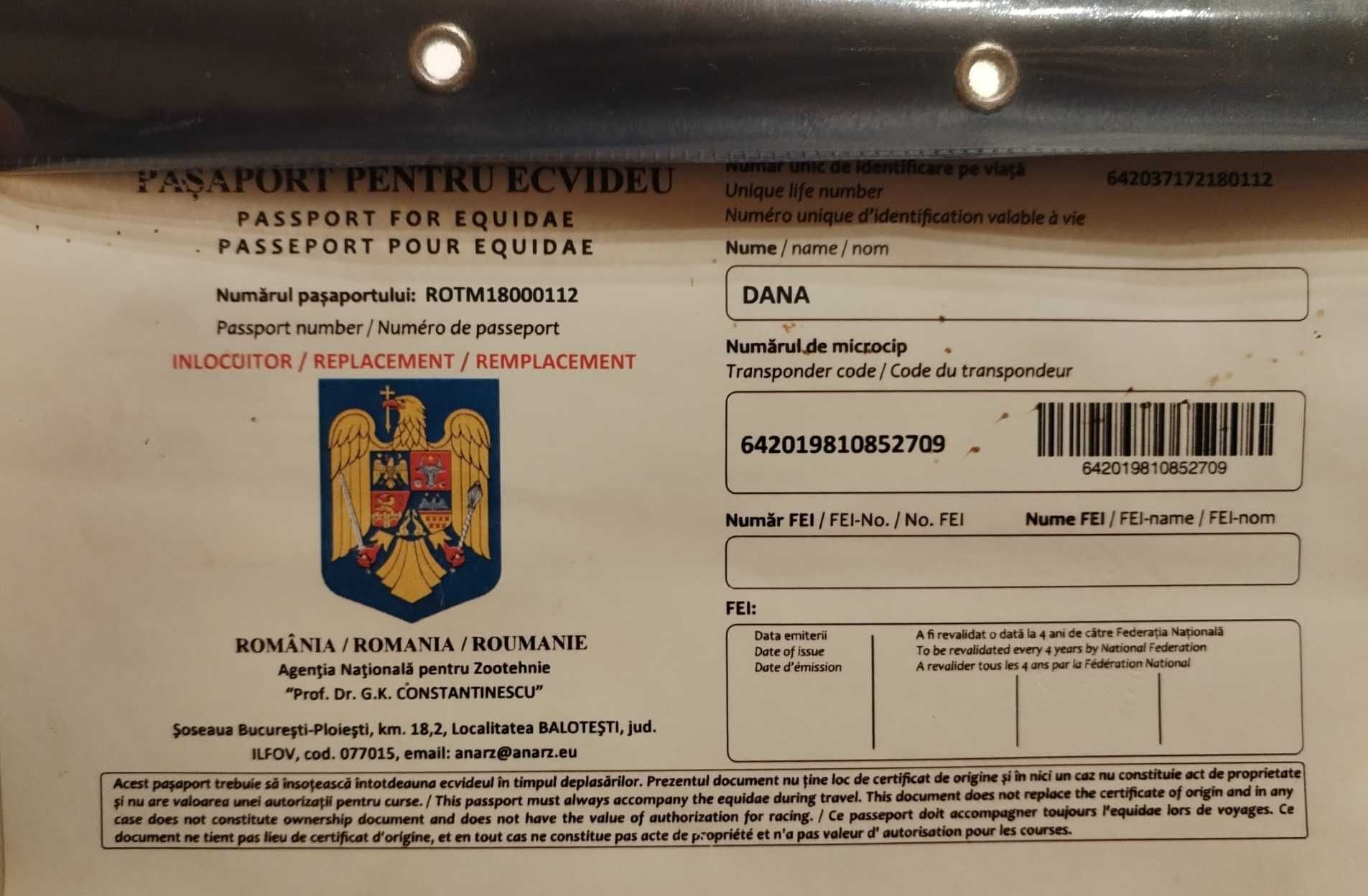Cal superb, sarga, blândă, de vânzare