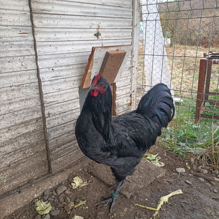 Cocos Australorp