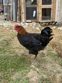 Cocos marans , labrese