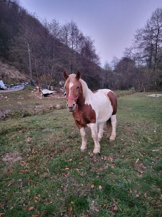 Vând cal în vârstă de 7 ani